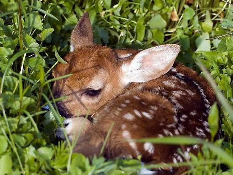 Fawn on the Lawn? Leave It Be - Pleasantville, NY Patch