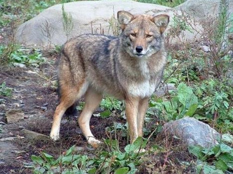 Coyotes Confront Hikers in Lyme Preserve Lyme Conservation Trust The