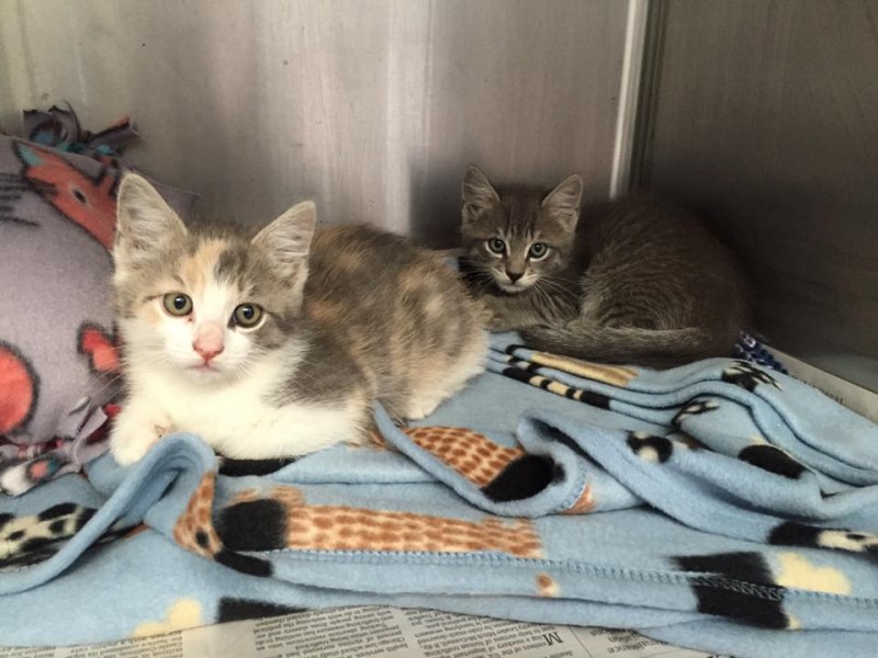 Kittens Available for Adoption - Ledyard, CT Patch