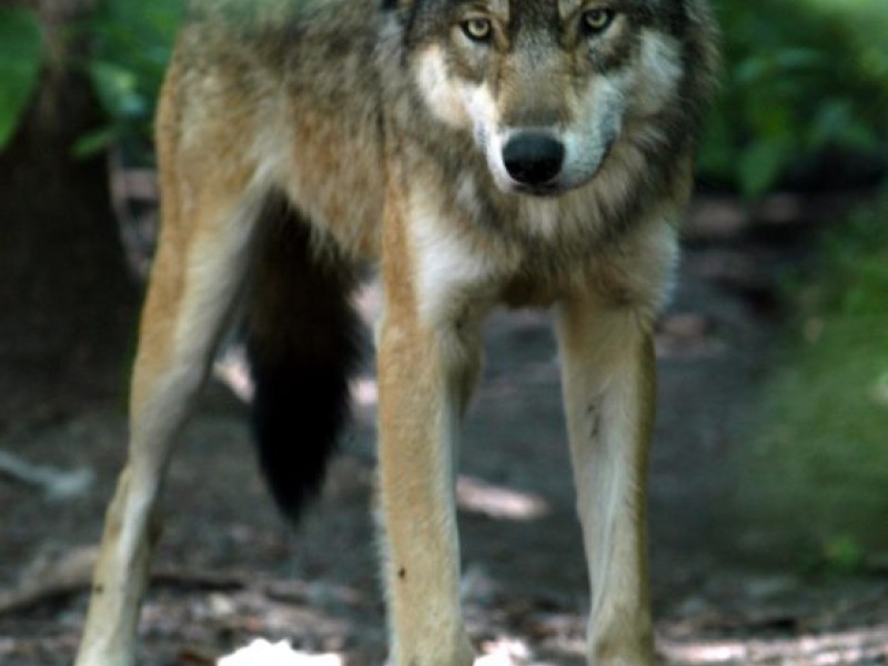 Wolves in Plainfield? Resident Reports Sighting Plainfield, IL Patch