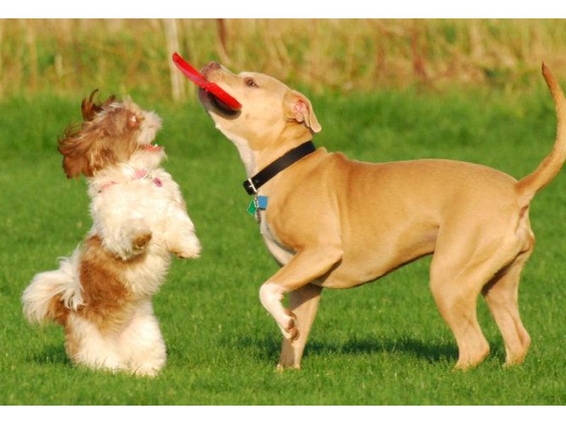 2015 Forest Preserve District Dog Park Permits Go on Sale ...