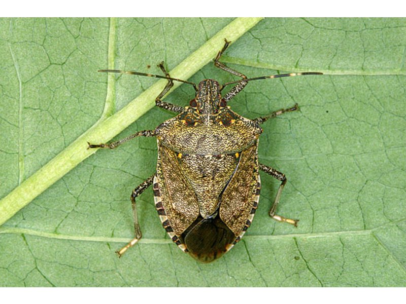 Stink Bugs Chomp Their Way to Michigan; How to Control Them - West ...