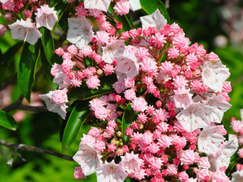 Mountain Laurel Sanctuary at Peek Bloom | Tolland, CT Patch