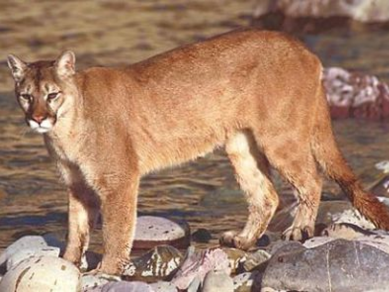 Mountain Lions vs. Bobcats: Do You Know the Difference? | Santa Cruz