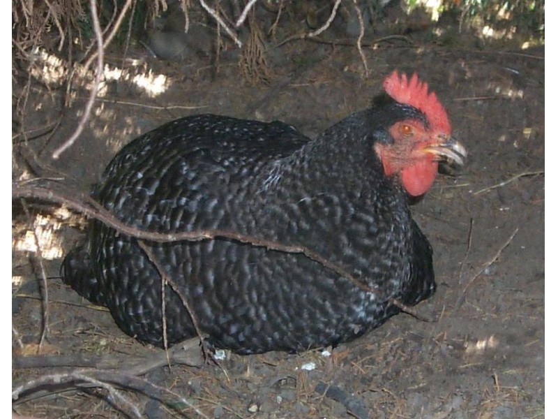 POLL Chickens in the Backyard? Shakopee, MN Patch