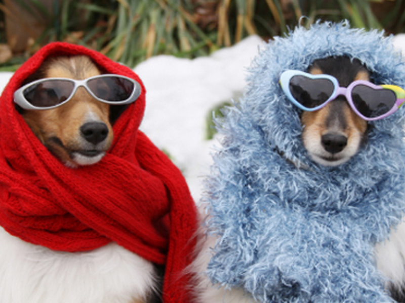 Keeping Your Pets Safe in Freezing Cold Winter Weather - Vienna, VA Patch