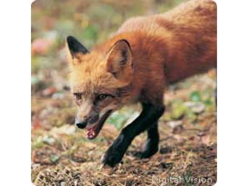 Rabid Fox Bites Dog in Rose Hill Area, Police Say