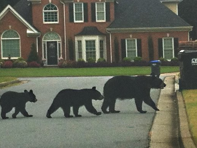 Image result for a bear in the neighborhood