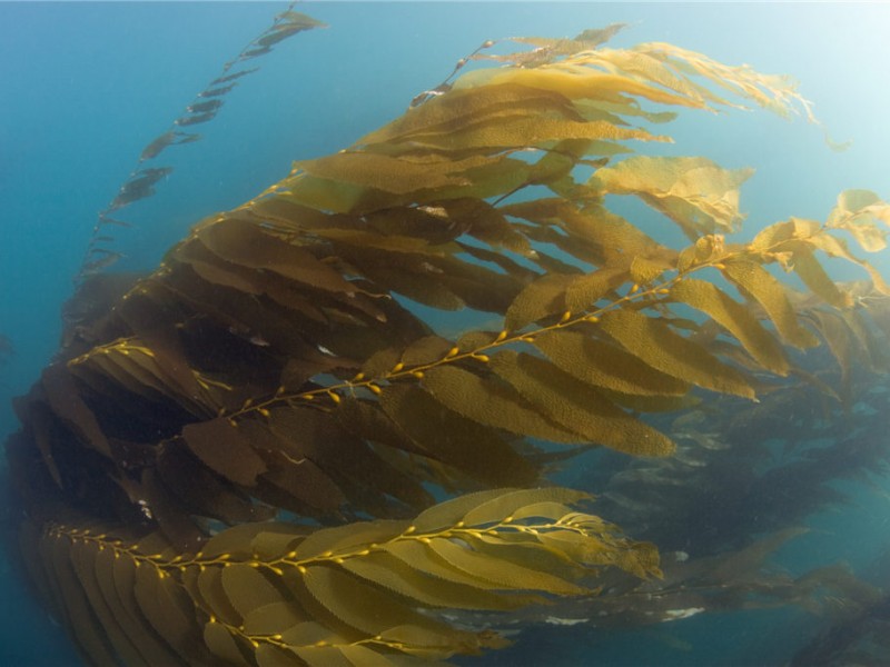 Kelp Reef Healthy, But Not Producing Enough Fish San Clemente, CA Patch