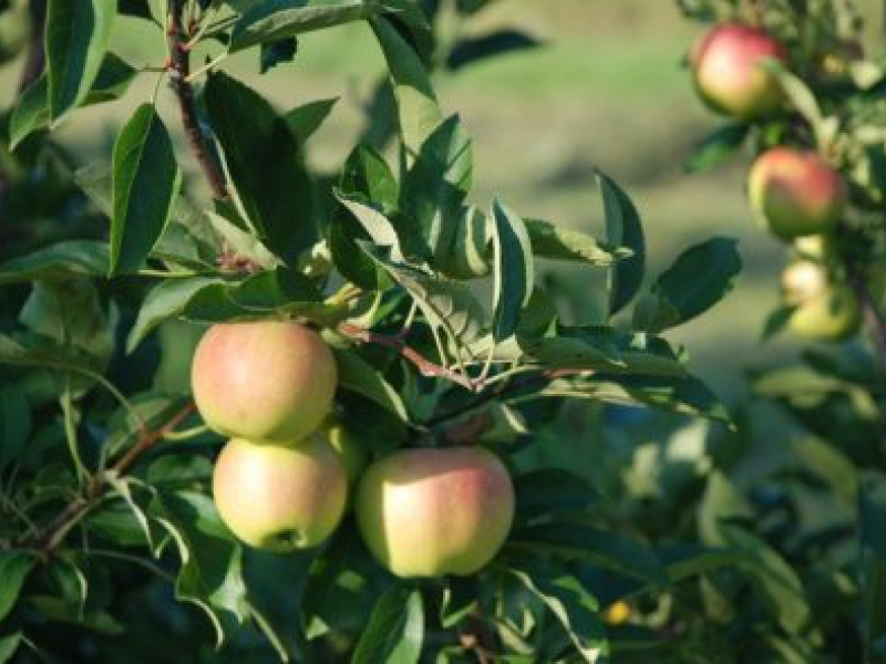 Your Guide to Apple Picking in Enfield Enfield, CT Patch