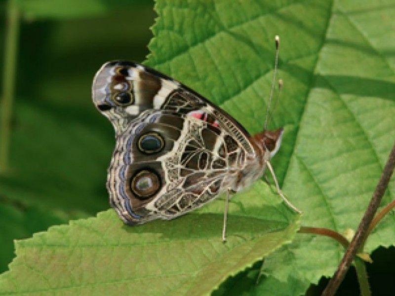 A Guide To Georgia Butterflies Lilburn Ga Patch