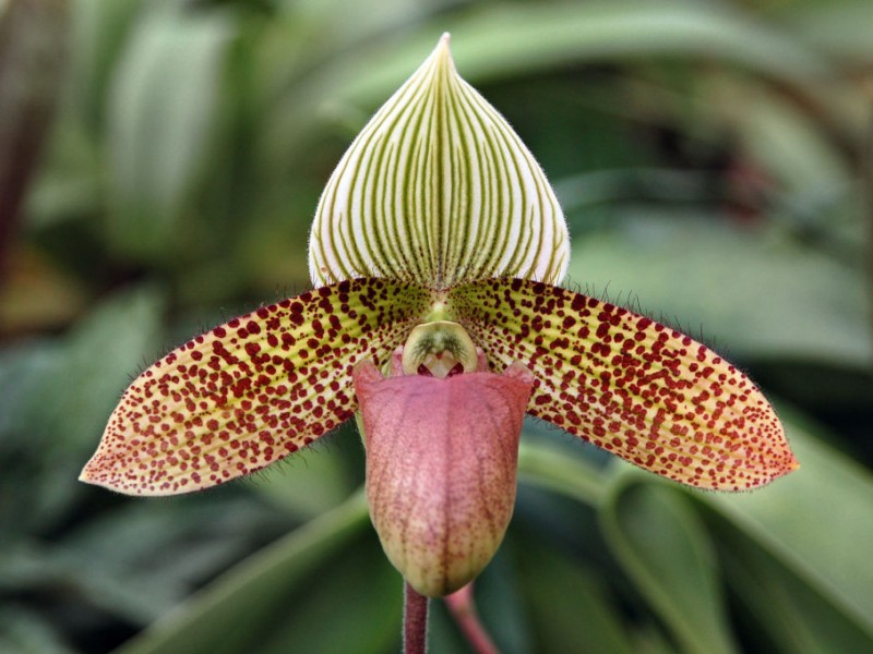 Michigan Orchid Society Show Blooms This Weekend - Troy, MI Patch