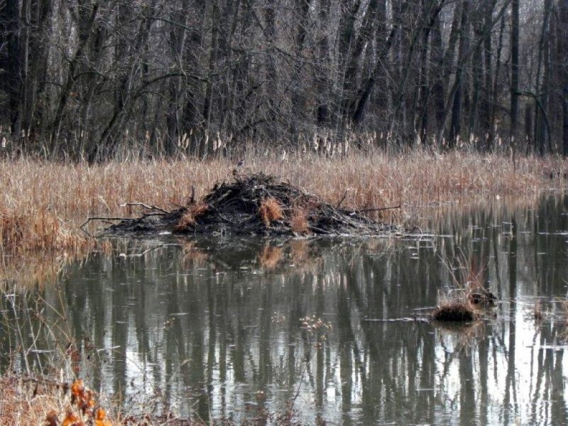 Are Beavers Protected In Virginia