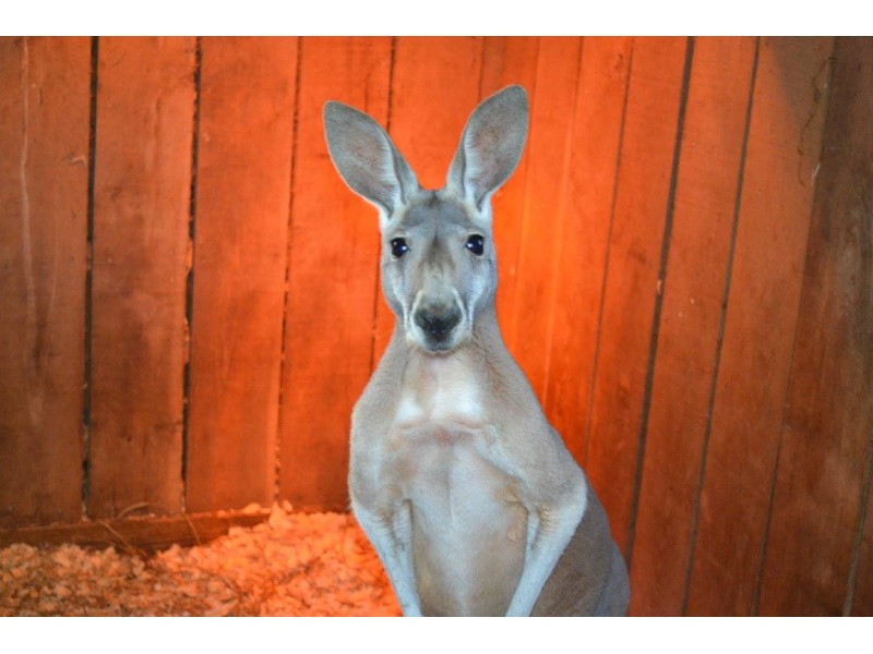 Foster The Red Kangaroo Settles In At Popcorn Park Zoo | Patch