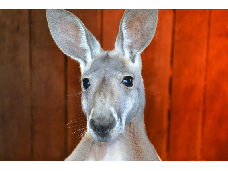 Foster The Red Kangaroo Settles In At Popcorn Park Zoo | Patch