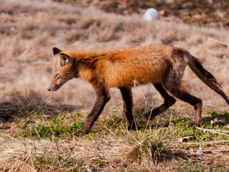 (Mangy) Fox on the Run Leave Them Alone—They Won't Hurt You Northborough, MA Patch