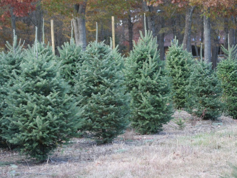 Five Places to Cut Your Own Christmas Tree | St. Charles, MO Patch